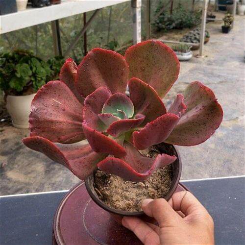 初吻老桩大叶秀妍多肉植物萌肉肉多肉植物