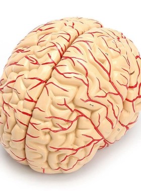 1 1 Life Size Human Anatomical Brain Pro Dissection Organ T