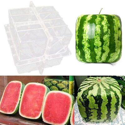 Square Shape Watermelon Calabash Shaping Mold Fruit Growth