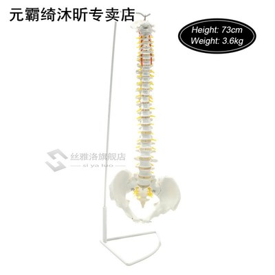 73cm Life Size Flexible Chiropractic Human Spine Anatomical