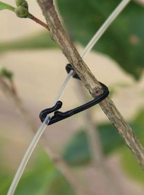 50pcs Plastic Plant Clips Supports Connects Reusable