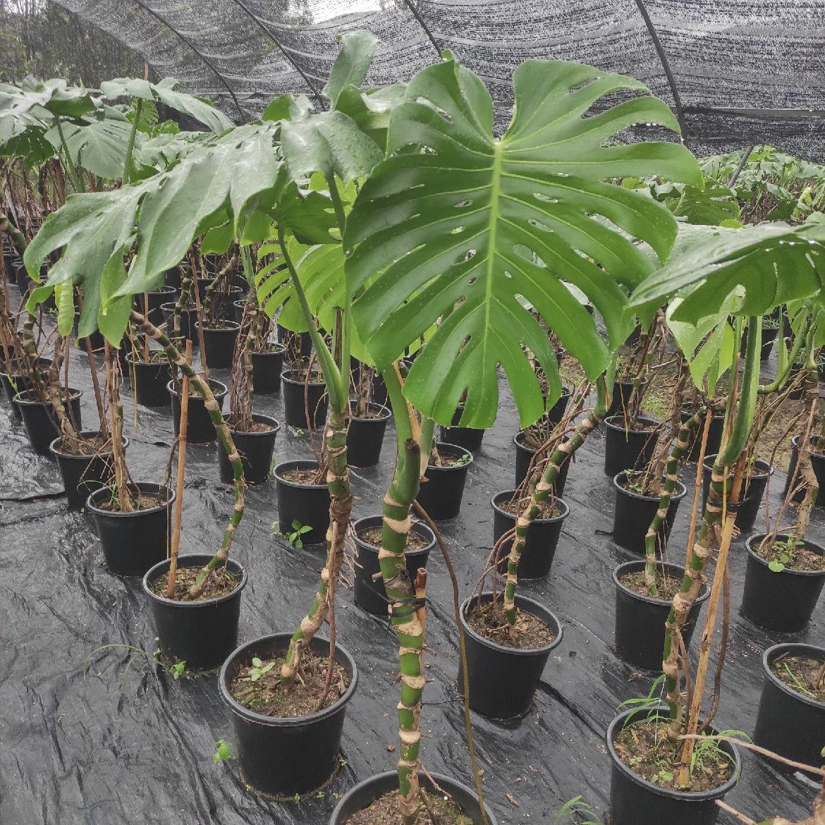 水培龟背竹八年老桩长寿大型开背北欧风办公室绿植懒人植物美观