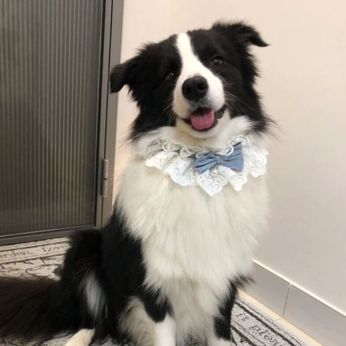 边牧专用狗狗口水巾围巾围脖围兜配饰品大型犬金毛萨摩耶阿拉斯加