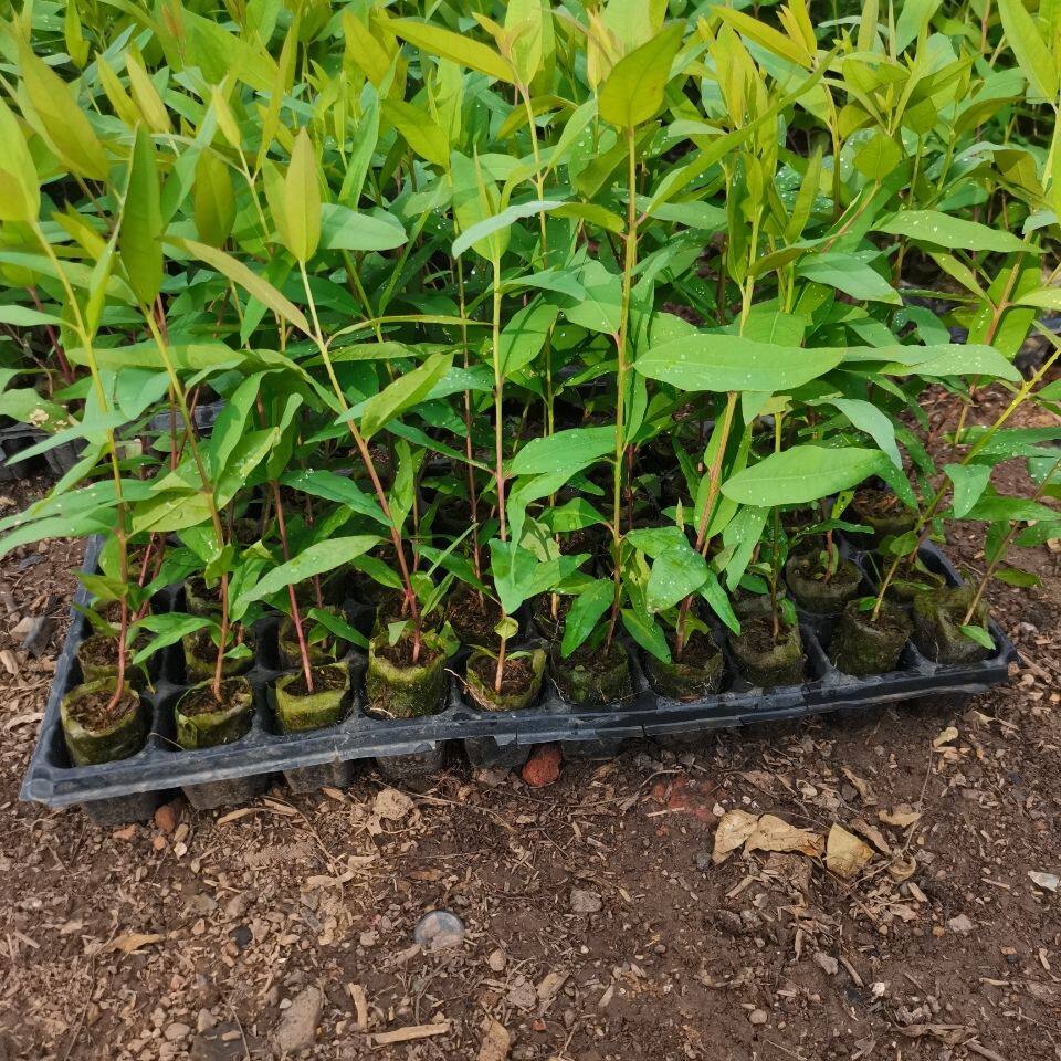 桉树速生桉k3新品种特级靓苗三年可砍-轻基质苗