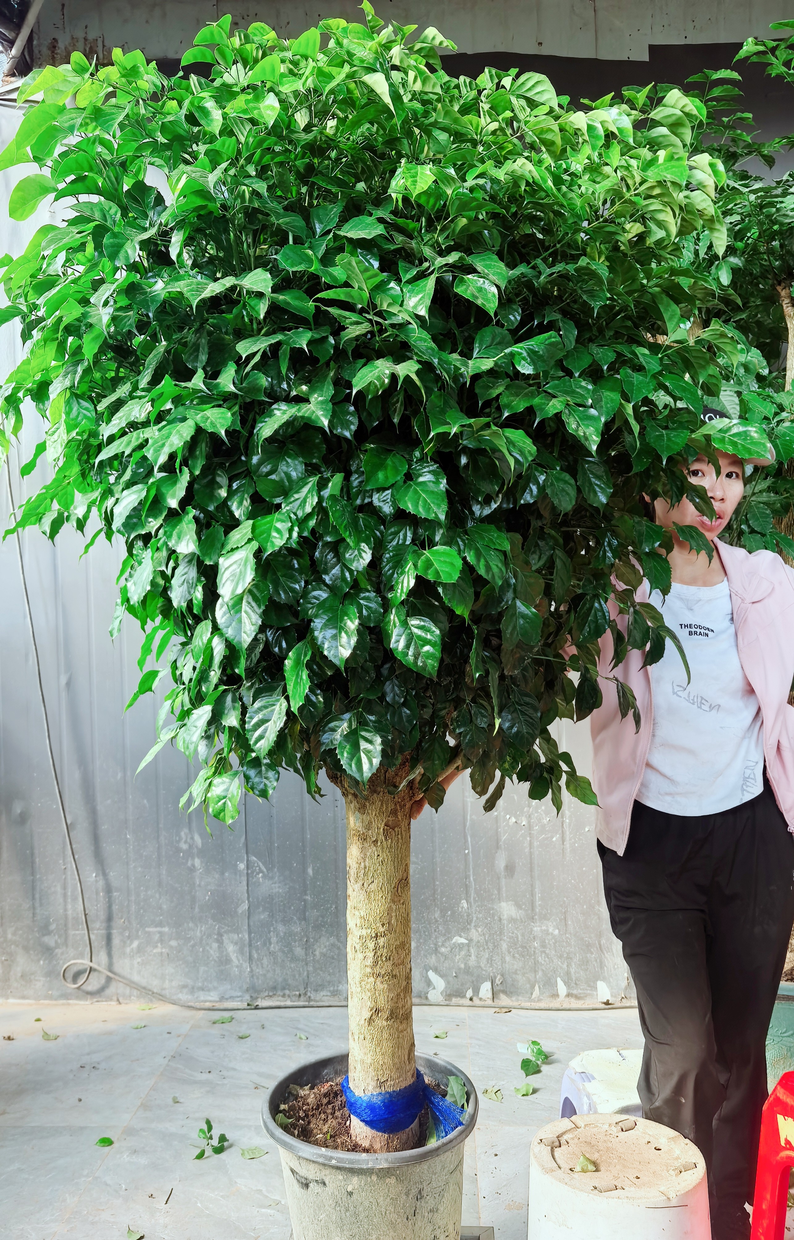 老桩幸福树盆栽绿植室内送货上门