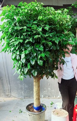 老桩幸福树盆栽绿植室内送货上门