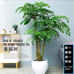 老桩造型幌伞枫幸福树大型室内绿植美观简单客厅庭院