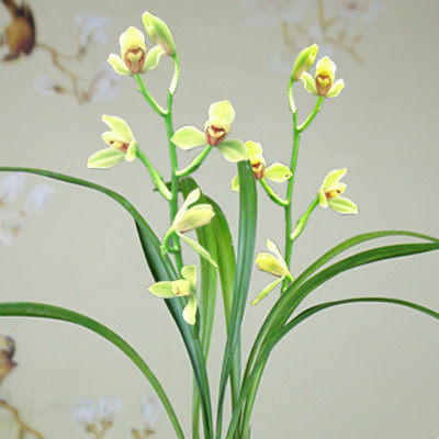 老种夏皇梅兰花建兰之首夏兰四季兰一品梅好养易活室内盆栽盆景草