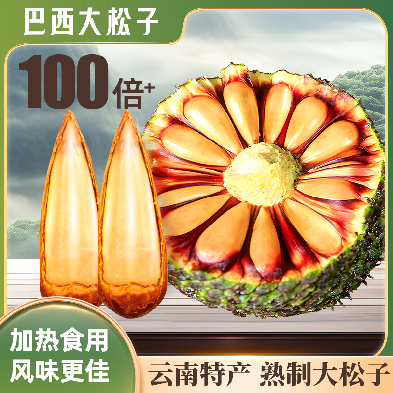 拇指大松子巴拉那松松子有拇指大巴拉那松松果完整巴拉那松球发货
