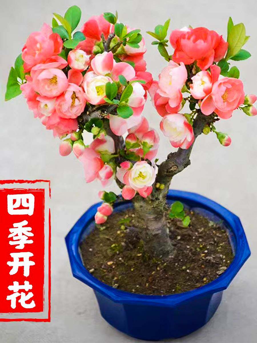 冬天不怕冷的花海棠花盆栽四季开花适合冬季种的耐寒耐冻花卉庭院