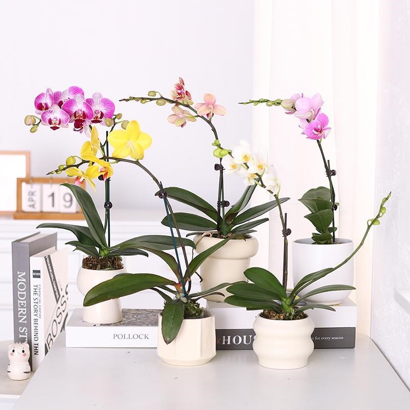 现货速发蝴蝶兰花苗盆栽带花发货兰花大苗室内客厅桌面植物花卉四