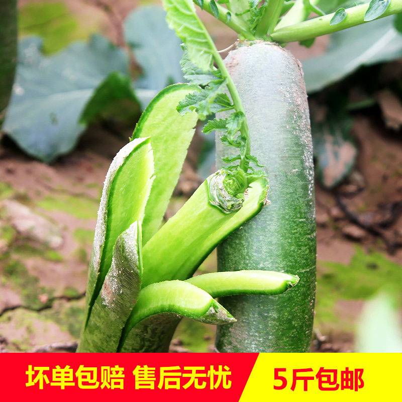 潍坊水果萝卜正宗潍县青萝卜5斤其它