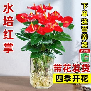 水培红掌白掌盆栽一帆风顺花卉植物室内好养绿植鸿运当头四季 开花