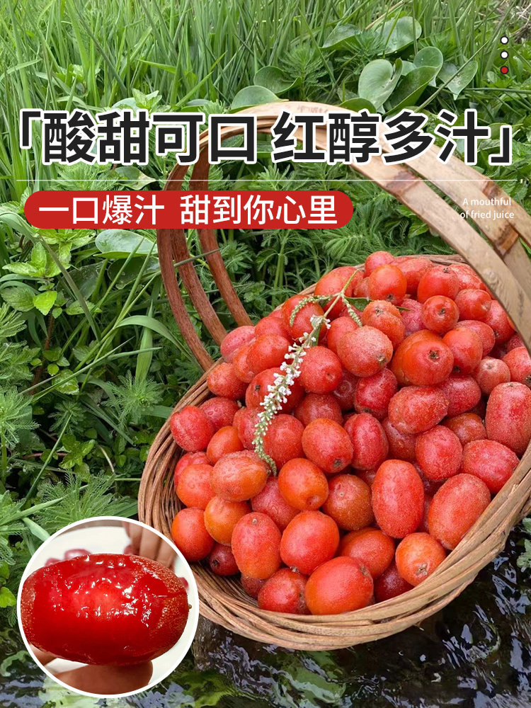 羊奶果 嫁接甜羊奶果树苗 德甜二号羊奶果苗盆栽室内果树当年结果