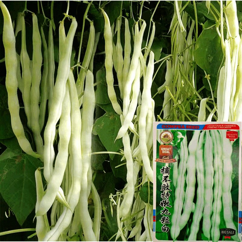 九粒白芸豆种子四季白不老来少摘不败压塌无架豆角阳台蔬菜种籽孑