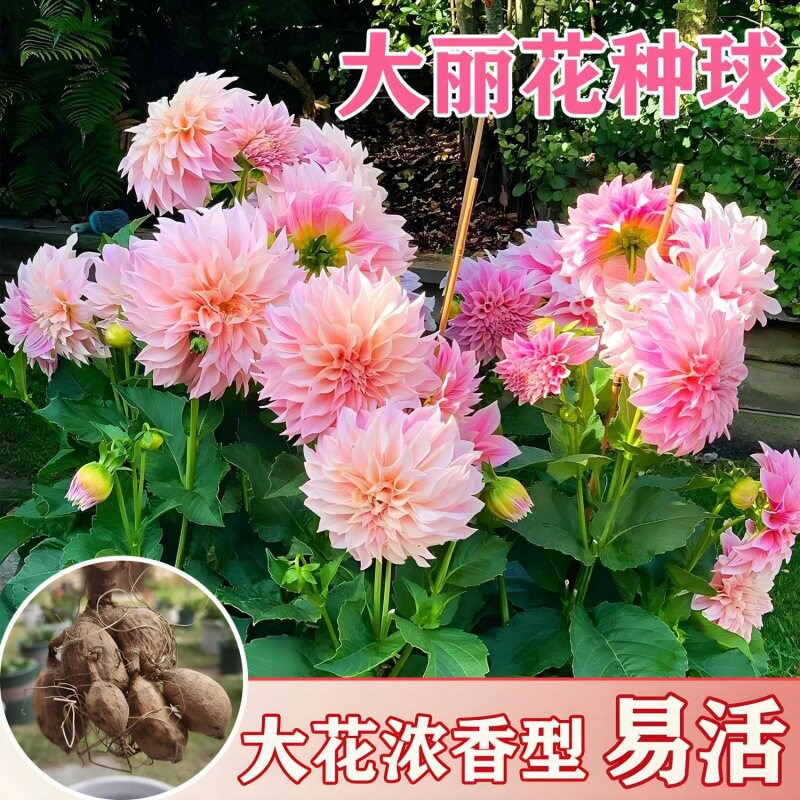 植物花卉多年生大丽花种球