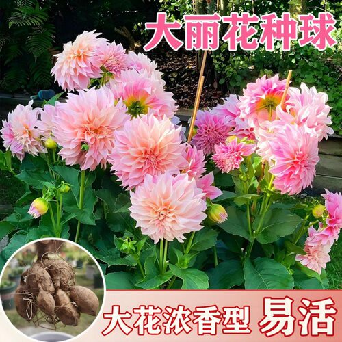 植物花卉多年生大丽花种球