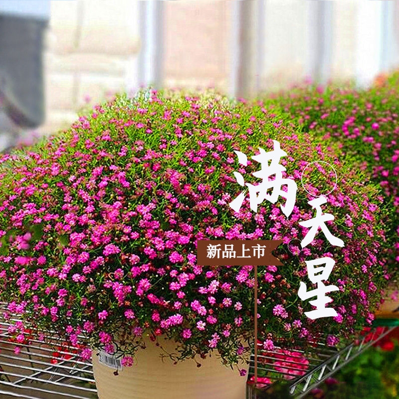 满天星种子圆锥石头花籽白