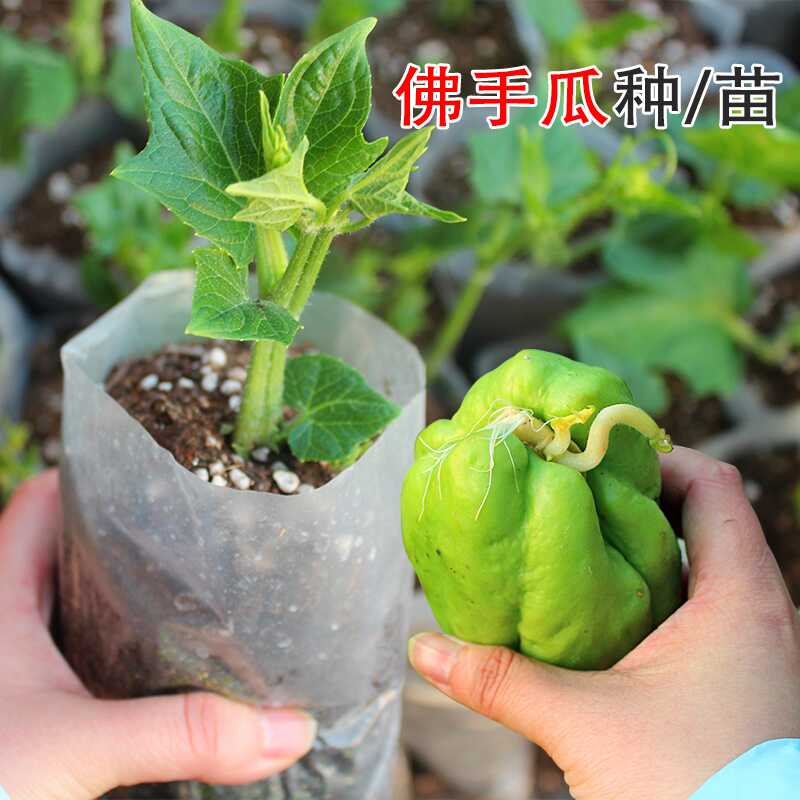 带芽带根带土佛手瓜种苗