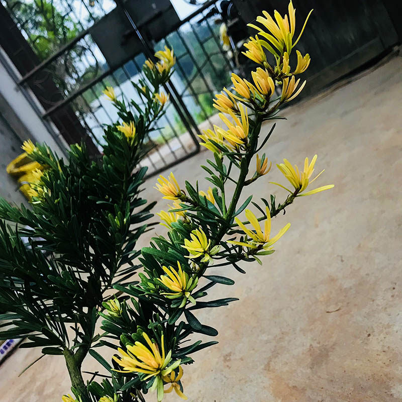 原生黄金钻罗汉松正宗台湾黄芽金钻树苗绿钻可造型