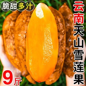 云南天山雪莲果新鲜水果9斤应当季现挖雪连果红心正品整箱包邮10