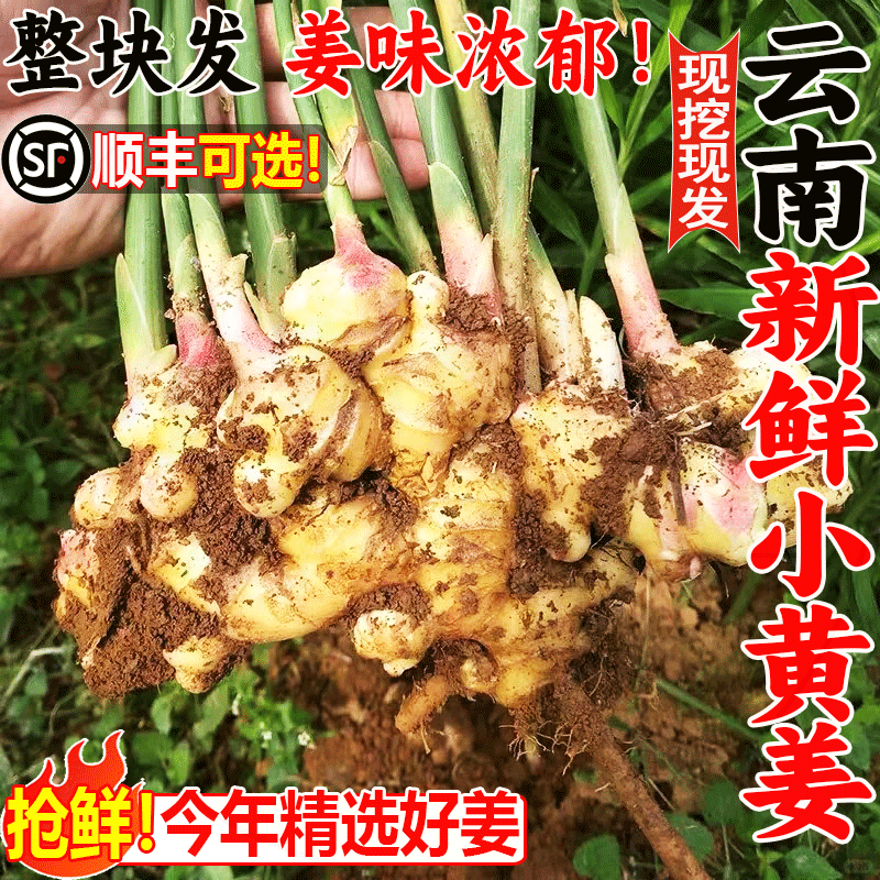云南新鲜小黄姜现挖整箱包邮