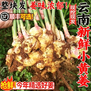 云南新小黄姜老姜生姜新鲜黄姜土姜现挖子姜嫩姜鲜姜嫩姜整箱包邮