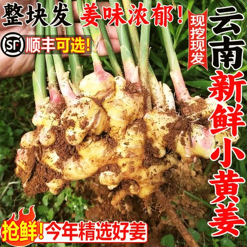 云南新鲜小黄姜现挖整箱包邮