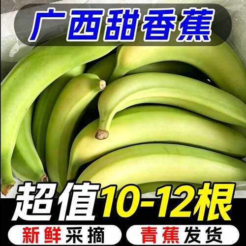 【10-12根装】广西单根香蕉现摘当季威尼斯青蕉绿蕉新鲜孕妇水果