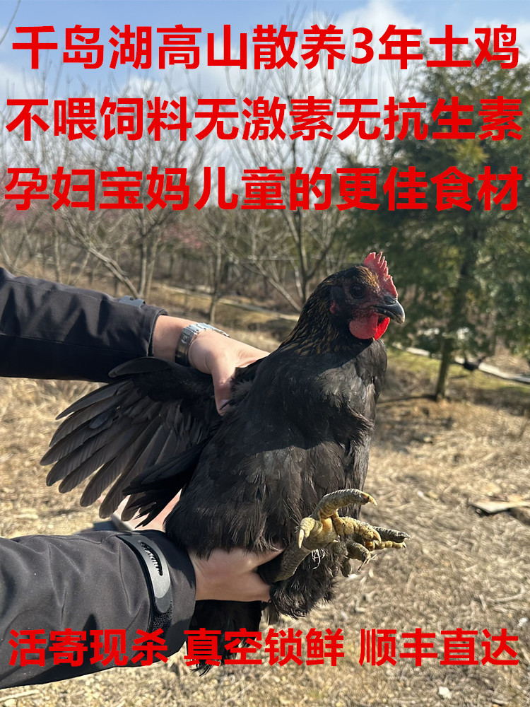 正宗散养土鸡千岛湖高山农家老母鸡走地鸡笨鸡孕妇坐月子滋补整只