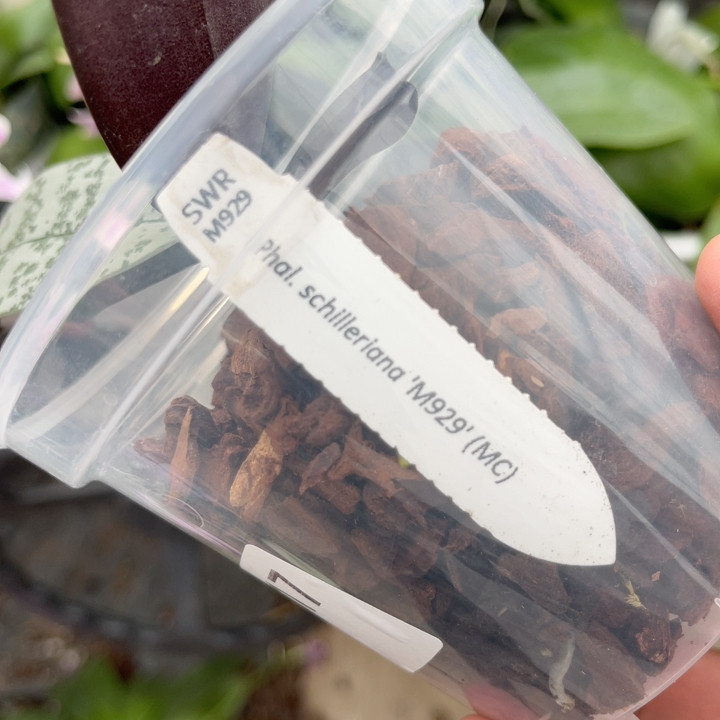 2.8寸 swrM929 分生 苗