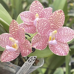 杰哥原生种兰园蝴蝶兰趣味浓香型盆栽适合室内弥陀AMM20