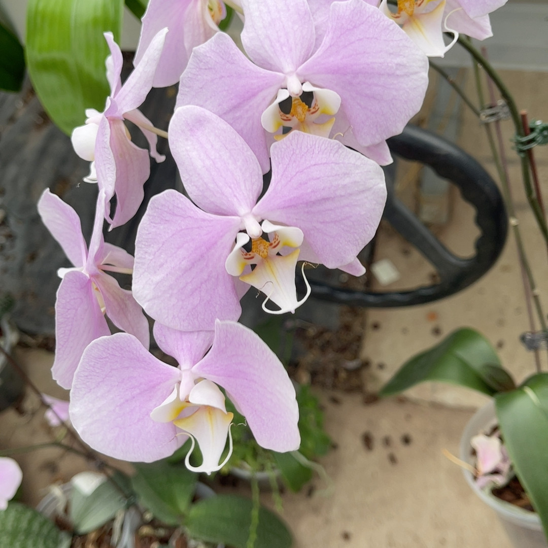 3.5寸 粉桑德 一物一拍,鲜花速递/花卉仿真/绿植园艺,国兰/杂交兰/洋兰类,淘宝优惠券,粉丝福利购,淘宝优惠卷