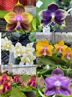 杰哥原生种趣味珍奇类蝴蝶兰花盆栽绿植弥陀新品