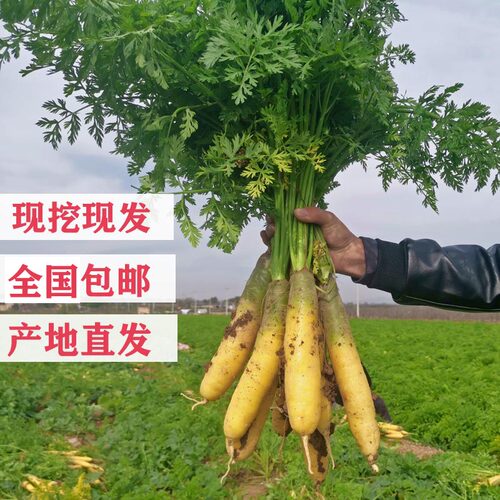2025新货黄心胡萝卜带泥手抓饭