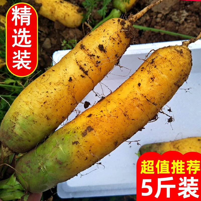 【热卖】水果黄心胡萝卜新鲜蔬菜农家自种带泥黄胡萝卜抓饭专用宝