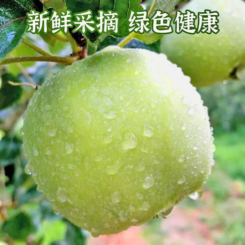2026新鲜青苹果酸脆爽口