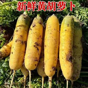 水果黄心胡萝卜新鲜蔬菜农家自种带泥黄胡萝卜抓饭专用宝 热卖