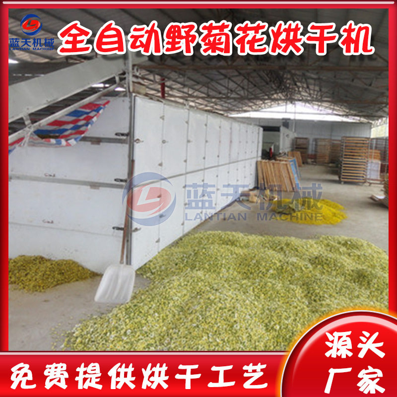 全自动菊花烘干设备 大型野菊花胎菊杀青烘干生产线 野菊花烘干机