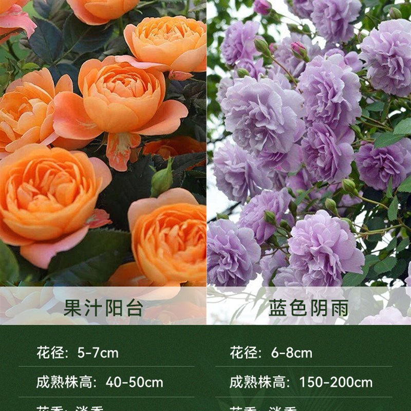 月季花苗黑巴克莫妮卡戴维果汁阳台粉H龙沙宝石蓝色风暴瑞典女王
