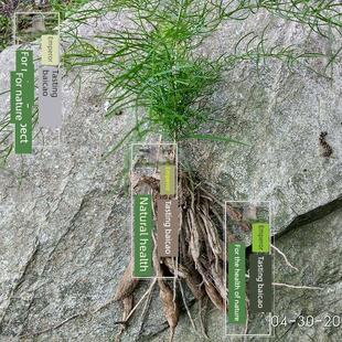 山滋草基野生高山天空ONC门冬黄季250g神农架药色材天然晒干补
