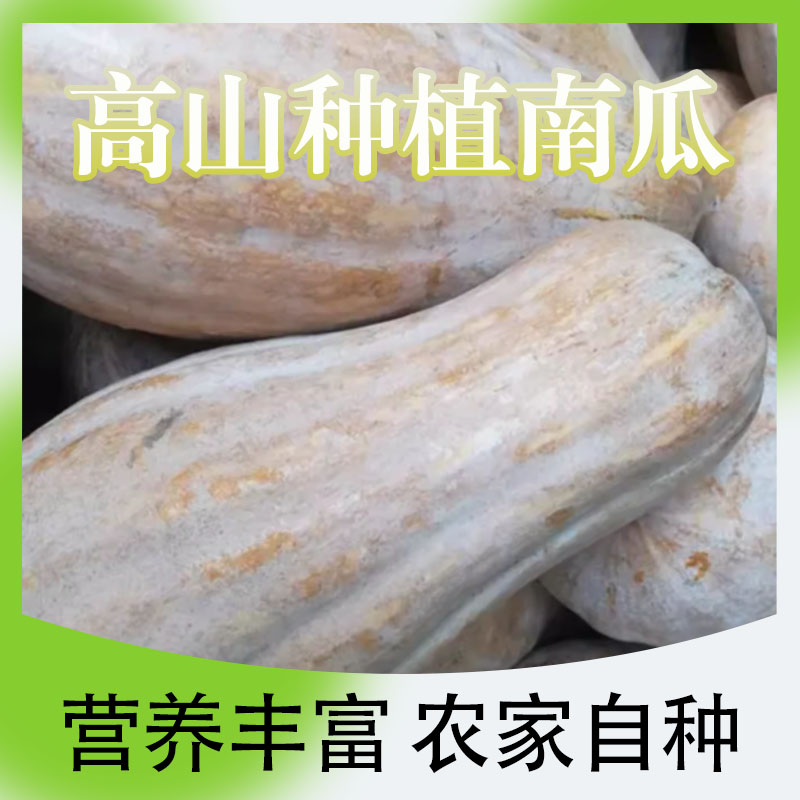 重庆蜜本老南瓜农家自种宝宝辅食软糯面甜老品种新鲜南瓜