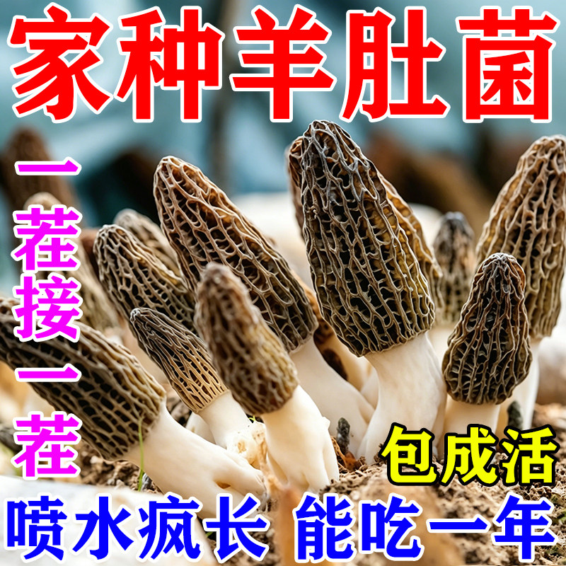 羊肚菌菌种蘑菇种植包盆栽儿童可食用阳台室内家庭自种食用菌包袋