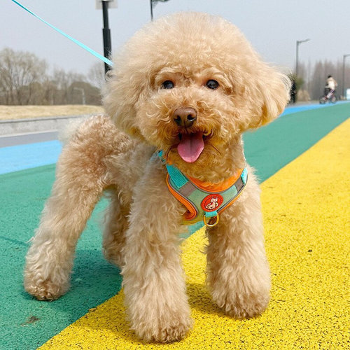 麂皮绒宠物狗狗胸背带批发小型犬牵引绳小狗遛狗绳背带式伸缩