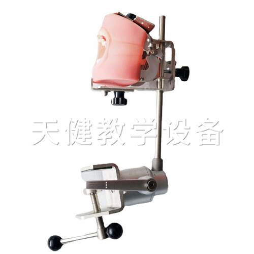 TJ-U4I型简易头模口腔教学使用简易头模型牙科实习训练简易头模