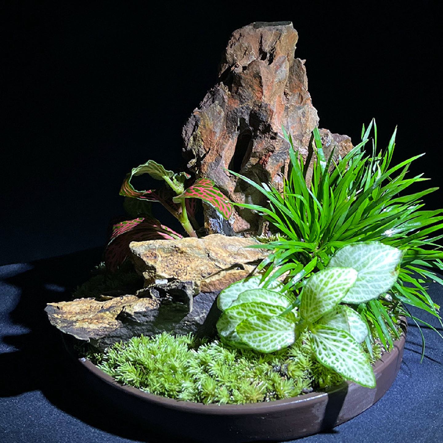 金钱菖蒲盆景菖蒲草苔藓虎须紫砂花盆茶桌办公桌面小盆栽绿植花衯