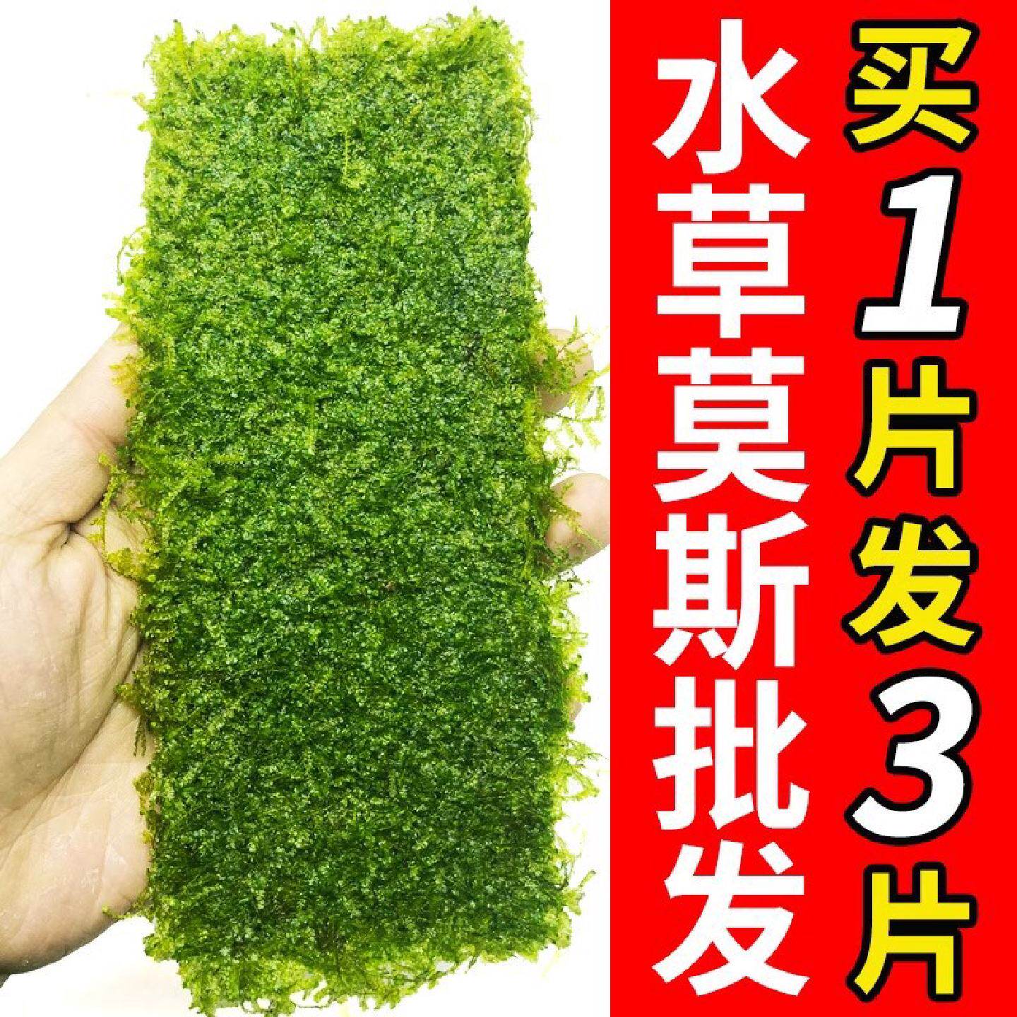 鱼缸莫斯水草植物活体慕斯片散装莫丝树球大三角沉木垂泪前景造景