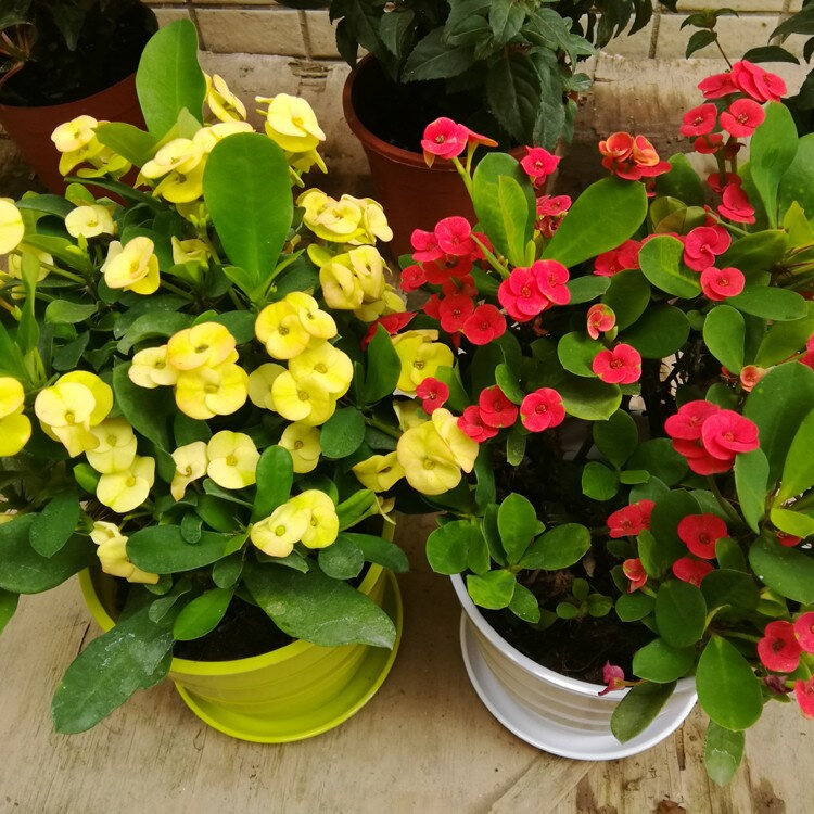铁海棠虎刺梅海棠花盆栽花卉观花植物庭院花好养四季开花的花绿植