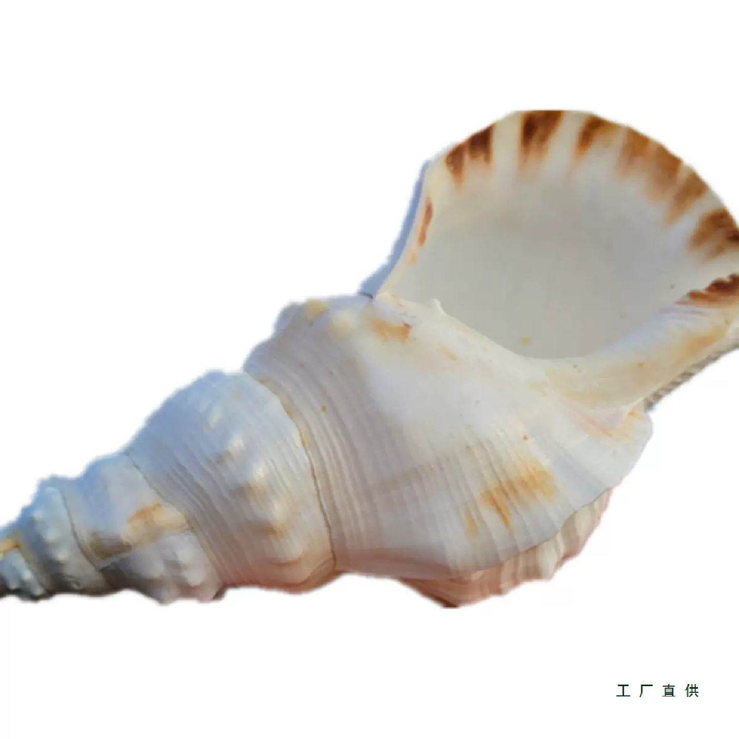 海螺贝壳特大白蛙螺白法螺海星鱼缸造景道具饰品可听大海声音