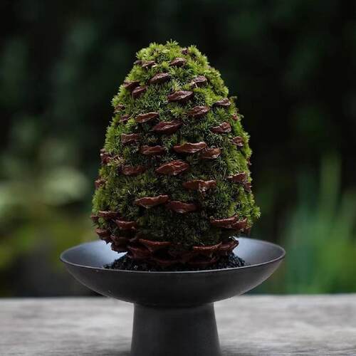 松果苔藓植物创意微景观盆栽书房办公司桌面摆件性价比高易养绿植